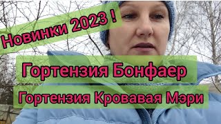 Гортензия Бонфаер. Гортензия Кровавая Мэри! Новинки Гортензии Весна - 2023 года! Уже можно купить!