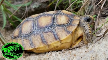 Juvenile GOPHER TORTOISE 🐢 Enters its Burrow
