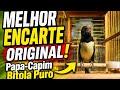 MELHOR ENCARTE ORIGINAL! Papa-Capim Bitola Puro Cantando Muito