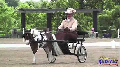 033D Louise Nyquist Training Single VSE Dressage W...