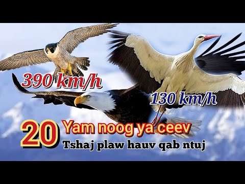 Video: Golden eagle - noog toj siab