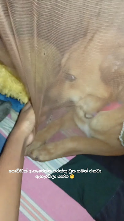 ඇහැරවන්න ඇවිත් 😌❤️ #dog #love #funny #nisheeandsukee #viralshorts #shorts #song #cute #dogs #pets