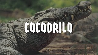 COCODRILO | Mini Documental