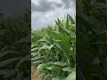 ¡Ya comenzó la espiga! El maíz entra en una etapa clave  #agricultura #plantas  #fyp #agriculture