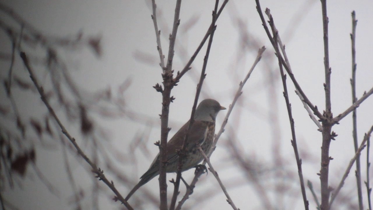 foxton apartments dayton ohio Fieldfare (turdus pilaris)