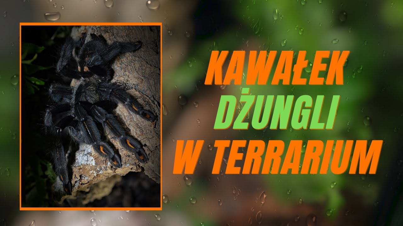 Nowe TERRARIUM z ŻYWYMI ROŚLINAMI dla Psalmopoeus irminia