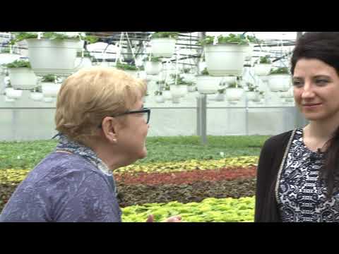 Video: Vițe de iasomie pentru grădinile din zona 7 - Sfaturi despre cultivarea iasomiei în zona 7