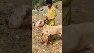 Tv Kutta Dog Big Kutta Video