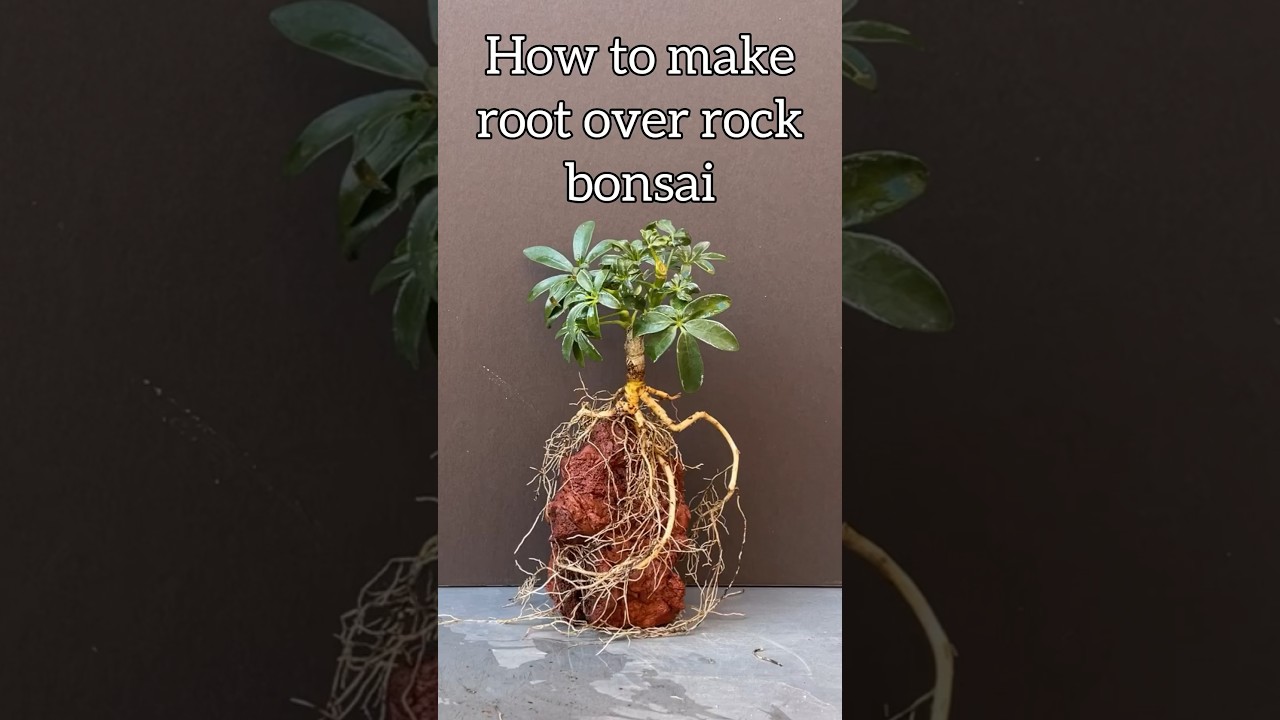Root over rock shefflera bonsai #bonsai #bonsaitree #howto #garden #plants #gardening #bonsaitrees