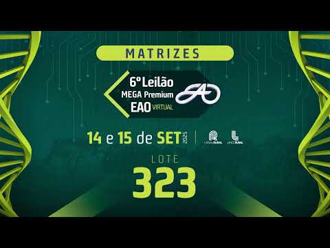 LOTE 323