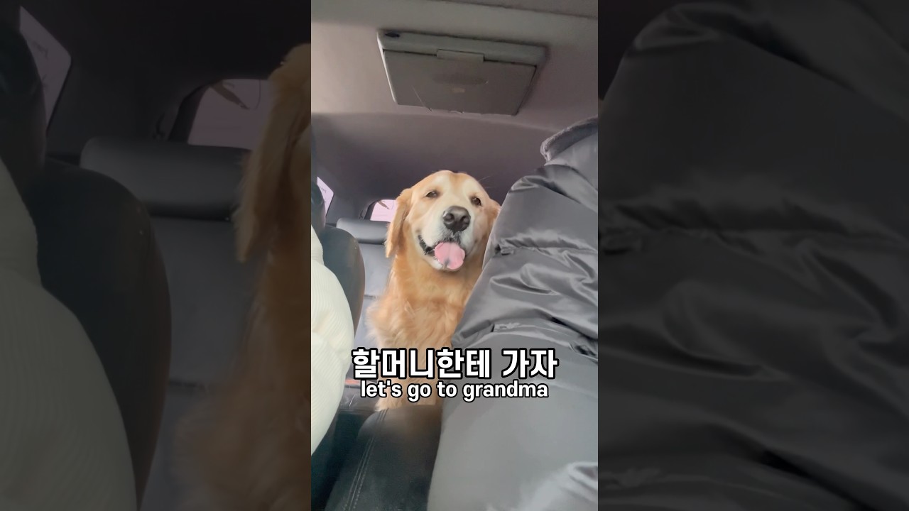 럭키야 귀찮게 왜 부르냐개 럭키야 놀러 가려나? 럭키야 놀러 가자개! 가자 빨리 출발해라개 할머니한테 가자 너무 좋다개 운전해라개 풀 악셀 밟아라개 할머니다 보고 싶었다개 왕왕왕