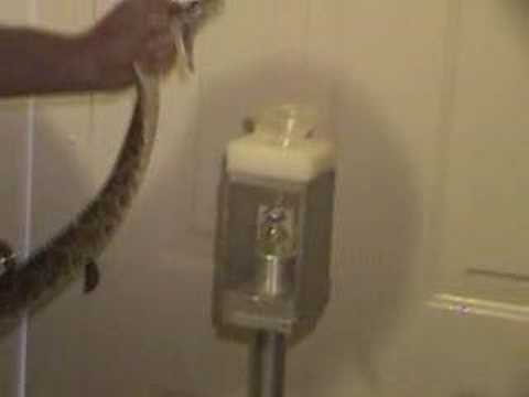 viper soluções Western Diamondback Rattlesnake venom extraction KRZ