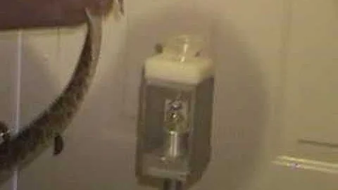 Western Diamondback Rattlesnake venom extraction  KRZ