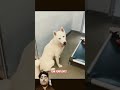 I,m adopt this dog to care of her #viral #funniestvideo #crowdfire #eyecatchy #funnymoment #blooper