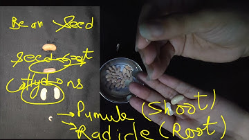DAV Class -5 (My Living World) Chapter-2 Plants (Reproduction in Plants by seeds) Part-2
