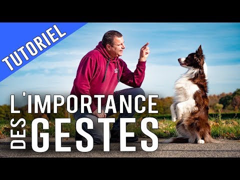 Vidéo: Dressage de chiens avec des gestes de la main