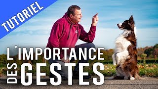 Les GESTES sont UNE ARME REDOUTABLE pour EDUQUER son CHIEN