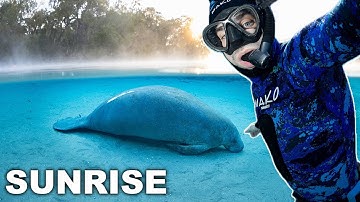 Early Morning Snorkel with Manatees in a Spring