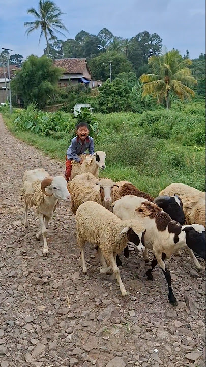 Ini cara Azka ngangon kambing #kambing #trendingshorts