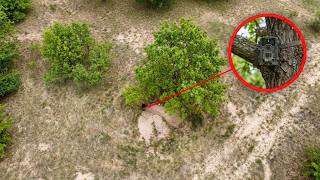 A Hawk Attacked These Birds… What They Did Next Was Incredible
