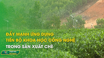 Đẩy mạnh ứng dụng tiến bộ khoa học công nghệ trong sản xuất chè | Thái Nguyên TV