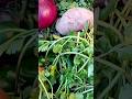 Freshorganic vegetablegardening shorts youtubeshorts