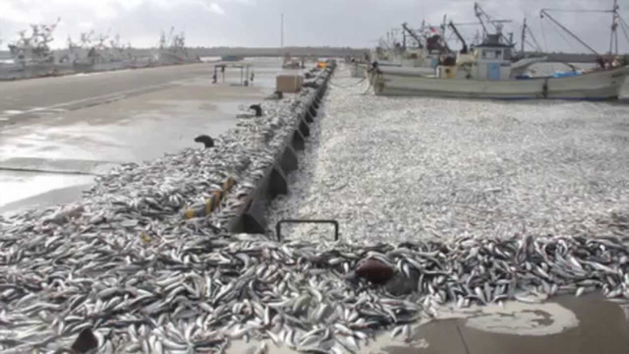 北海道で相次ぐイワシの大量死は大地震を示唆しているのか Youtube