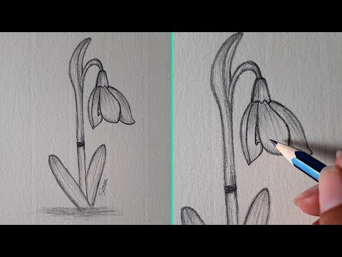 Video: How To Draw A Snowdrop