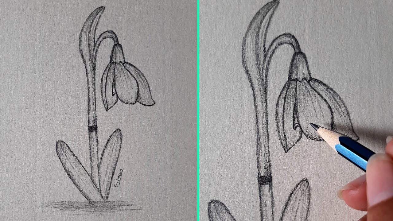 A Single Snowdrop  Jane Baxter Art