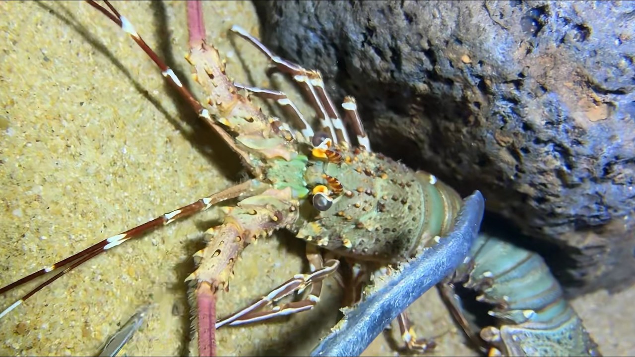 Diving under the sea to catch eels, crabs and sea cucumbers | Part 78-2