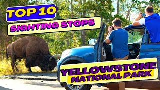 TOP 10 spots to see WILDLIFE in Yellowstone National Park | Lamar Valley | Hayden Valley