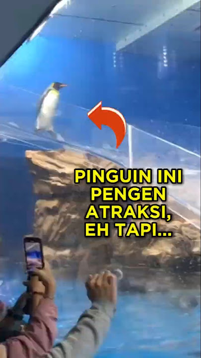 This Penguin Wants to Show Off His Skills, But... 🐧😂 #shorts #penguin