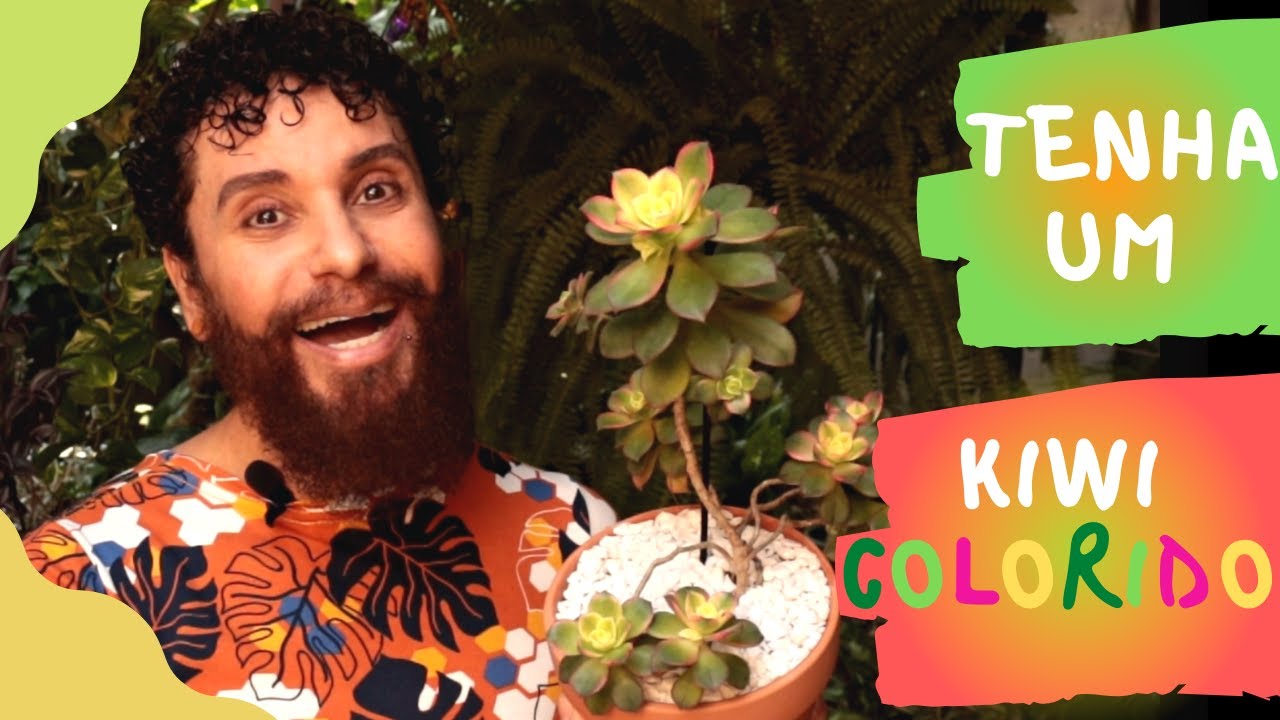 TUDO sobre o AEONIUM HAWORTHII (KIWI) | Conheça meu jeito ESPECIAL de cuidar dele que deu bem certo.