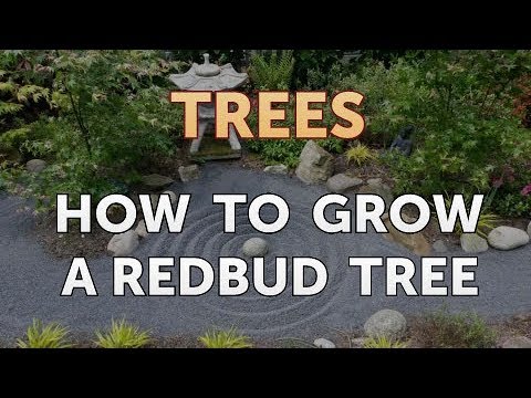 Video: Weeping Redbud Info - Cómo hacer crecer un árbol Redbud con un toque de lavanda