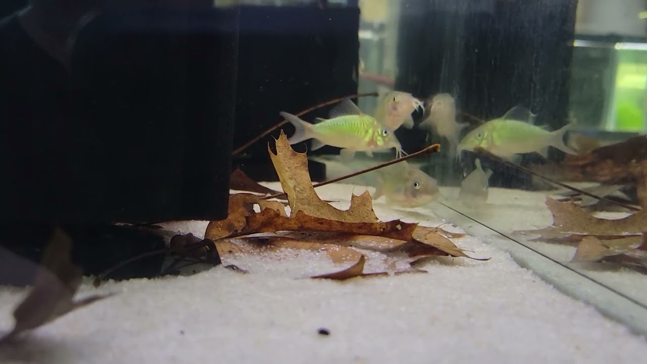 brochis splendens vs blackworms