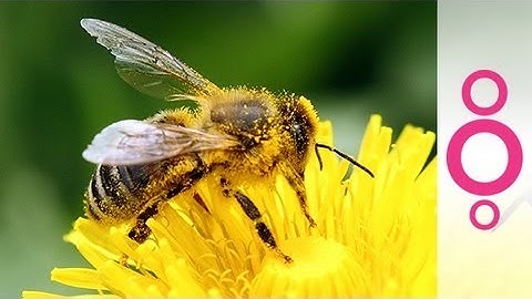 What is the hygiene hypothesis? - do you know?