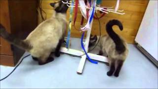 Adopt a Siamese Fundraiser Cat - adopted together