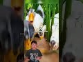 L’homme qui fait travailler les canards