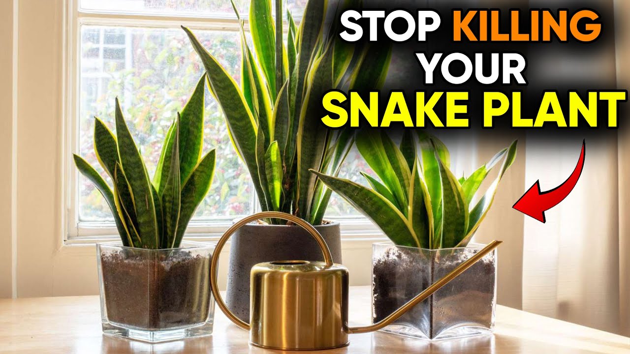 Compilation Stop Killing Your Snake Plant! Avoid Common Mistakes vs 5 Container Gardening Mistakes!