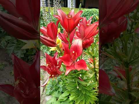 ショパン♪幻想即興曲♫中村紘子🌹🐝