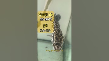 Điểm danh hội những người thích cá lóc da beo nào 😁 #predatorfish #channasnakehead #aquarium