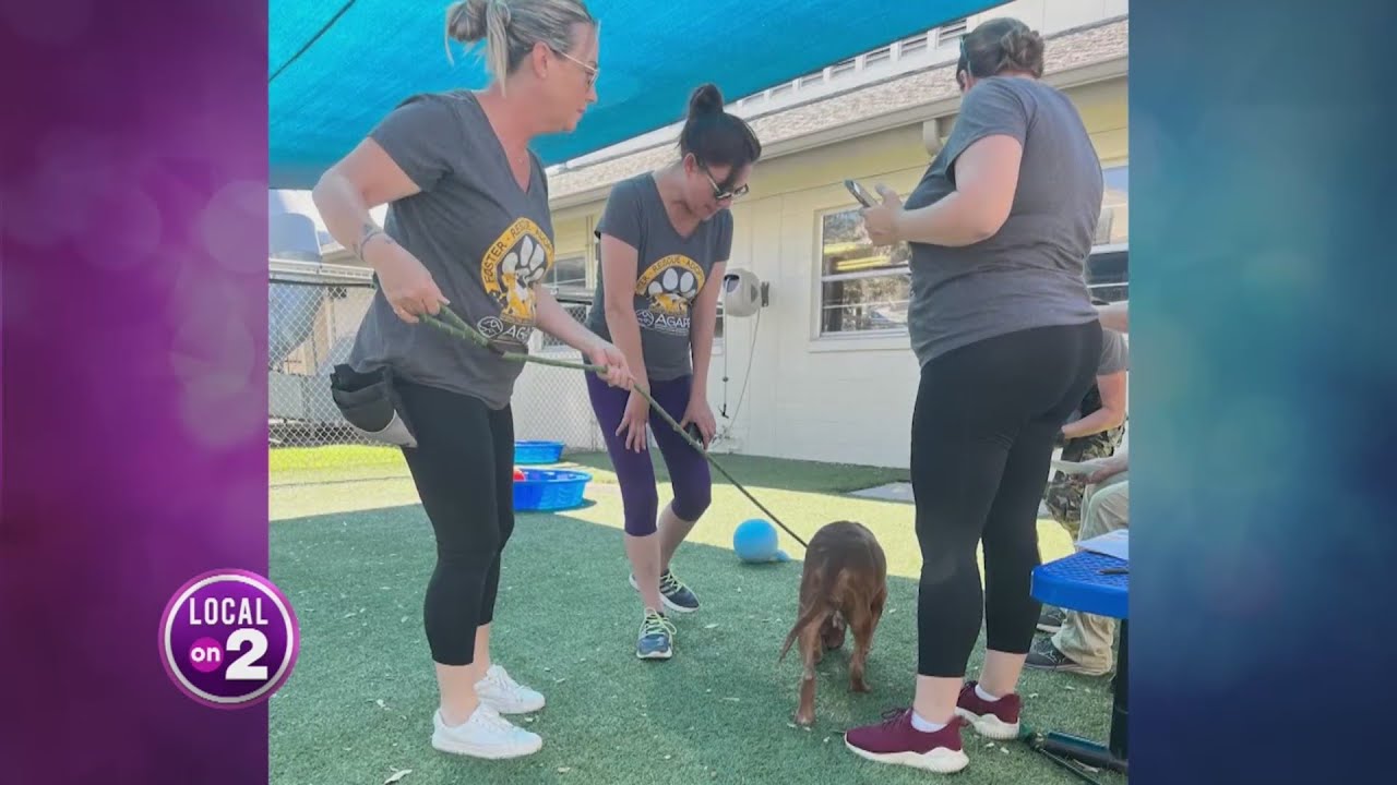 Hometown Hero: Agape Animal Rescue helping pets after Hurricane Ian ...