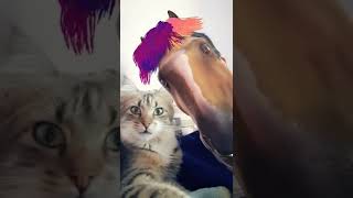 #fypシ #keşfet #short #tiktok #youtube #fyp #shorts #fyptiktok #asmr #cat #kedi #komik