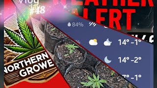 Outdoor Winter Grow Strategies