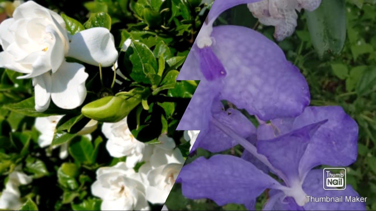 CONE ROSE LEH NAUBAN(ORCHID)ENKAWL DAN