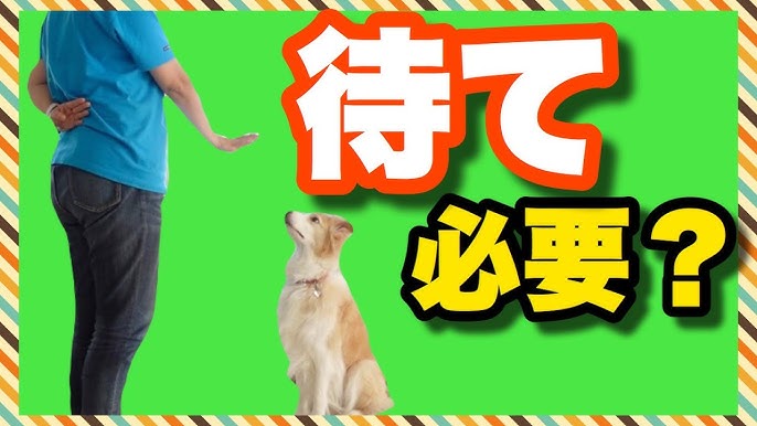 犬のマウンティングの本当の意味は マウンティングにそんな意味があるとは Youtube 犬のマウンティングの本当の意味は マウンティングにそんな意味があるとは Youtube