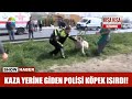 Kaza yerine giden Polisi köpek ısırdı!