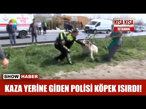Kaza yerine giden Polisi köpek ısırdı!