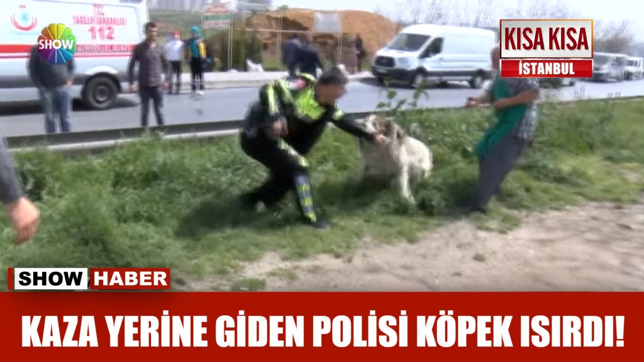 Kaza Yerine Giden Polisi Kopek Isirdi Youtube