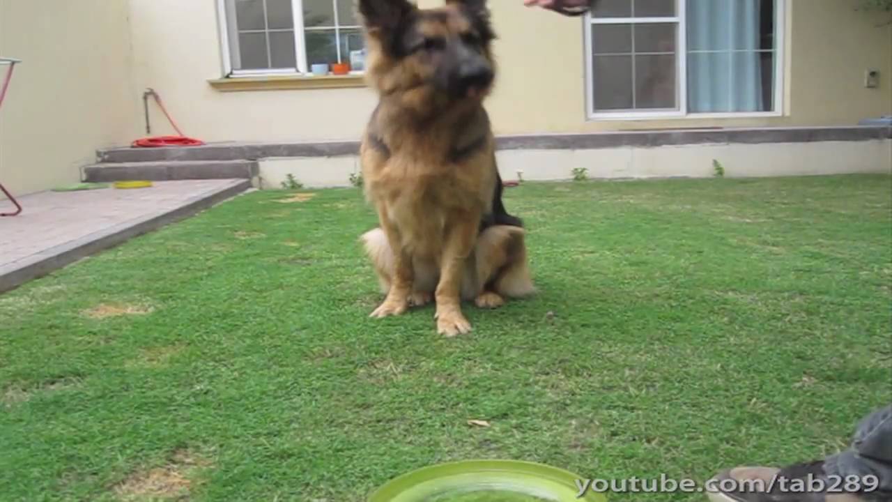 learning strategies How To Train A Dog To Sit W/ Distance! (Advanced)